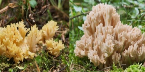 Rogovi irvasa: kako kuhati, recepti sa fotografijama